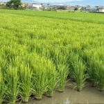 県連ニュース2026年9/6号